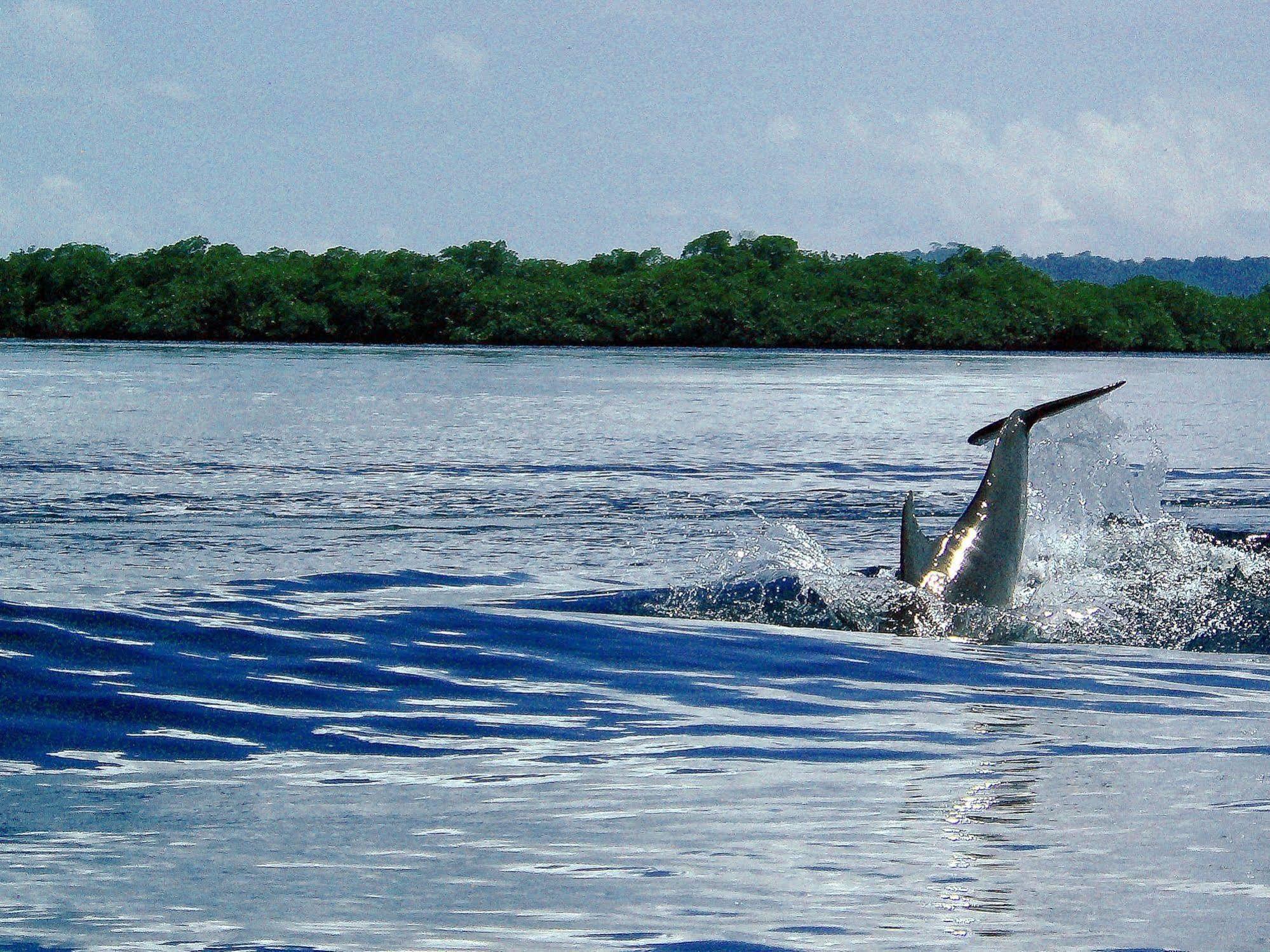 Punta Caracol Acqua Lodge Bocas del Toro Exteriör bild